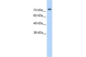 Western Blotting (WB) image for anti-Pannexin 2 (PANX2) antibody (ABIN2462629) (Pannexin 2 Antikörper)