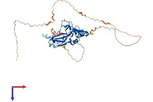 T-Box 10 Protein (TBX10) (AA 1-385) (His tag)