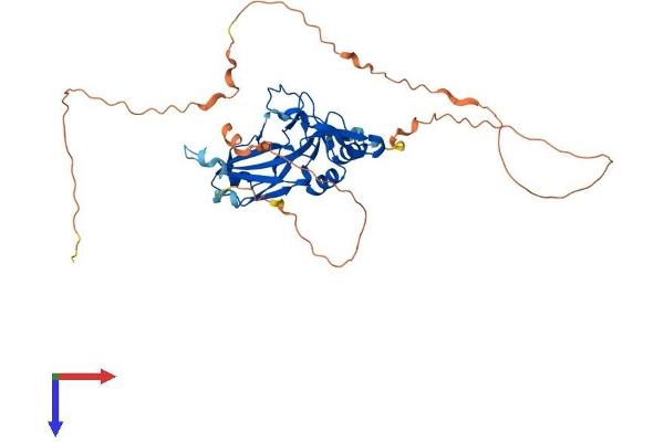 T-Box 10 Protein (TBX10) (AA 1-385) (His tag)