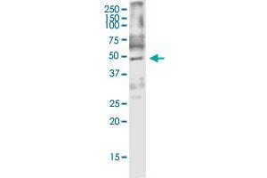 ARMCX3 monoclonal antibody (M01), clone 2G3. (ARMCX3 Antikörper  (AA 278-379))