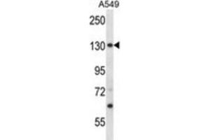 Western Blotting (WB) image for anti-Proteasome (Prosome, Macropain) 26S Subunit, Non-ATPase, 1 (PSMD1) antibody (ABIN2998102) (PSMD1 Antikörper)