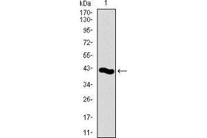 Western blot analysis using PCNA mAb against human PCNA recombinant protein. (PCNA Antikörper  (AA 53-196))