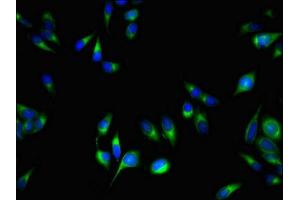 Immunofluorescent analysis of Hela cells using ABIN7164882 at dilution of 1:100 and Alexa Fluor 488-congugated AffiniPure Goat Anti-Rabbit IgG(H+L) (PCOTH Antikörper  (AA 50-100))
