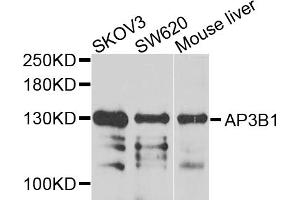 Western blot analysis of extracts of various cell lines, using AP3B1 antibody.