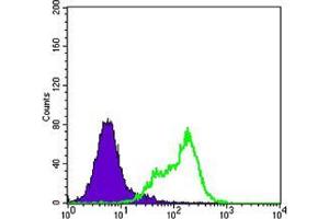 Flow cytometric analysis of Hela cells using THAP11 mouse mAb (green) and negative control (purple). (THAP11 Antikörper)