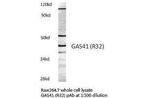 Western blot (WB) analysis of GAS41 antibody in extracts from raw264. (GAS41 Antikörper)
