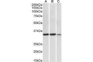 ABIN4902693 (0. (Lactate Dehydrogenase A Antikörper)