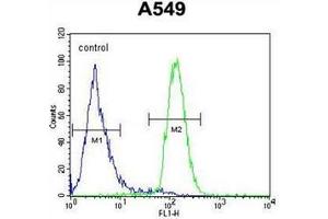 Flow cytometric analysis of A549 cells using CD85h / LILRA2 Antibody (Center) Cat. (LILRA2 Antikörper  (Middle Region))