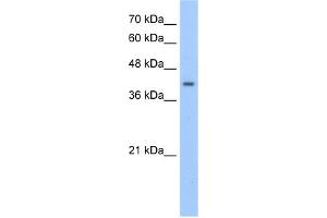 WB Suggested Anti-PHACS Antibody Titration:  2.