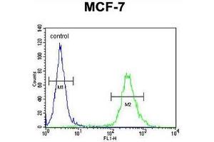 CI150 Antibody (N-term) flow cytometric analysis of MCF-7 cells (right histogram) compared to a negative control cell (left histogram). (CI150 Antikörper  (N-Term))