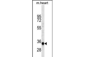 LIX1L Antibody (Center) (ABIN656531 and ABIN2845797) western blot analysis in mouse heart tissue lysates (35 μg/lane). (LIX1L Antikörper  (AA 160-189))