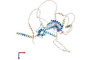 LRCH1 Protein (AA 1-728) (His tag)