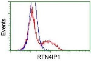 HEK293T cells transfected with either RC202957 overexpress plasmid (Red) or empty vector control plasmid (Blue) were immunostained by anti-RTN4IP1 antibody (ABIN2454318), and then analyzed by flow cytometry. (RTN4IP1 Antikörper)
