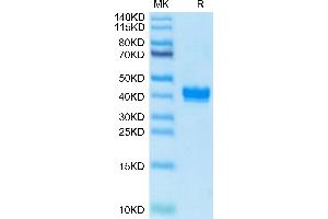 Biotinylated Mouse APLN on Tris-Bis PAGE under reduced condition. (Apelin Protein (APLN) (AA 23-77) (Fc-Avi Tag,Biotin))