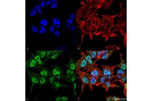 Immunocytochemistry/Immunofluorescence analysis using Mouse Anti-GABA-A Receptor Alpha2 Monoclonal Antibody, Clone S399-19 .