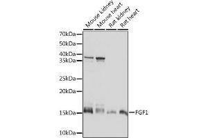 Western blot analysis of extracts of various cell lines, using FGF1 Rabbit mAb (ABIN7267182) at 1:1000 dilution. (FGF1 Antikörper)