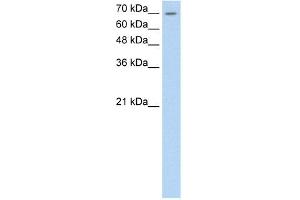 WB Suggested Anti-LSR Antibody Titration:  0. (LSR Antikörper  (C-Term))