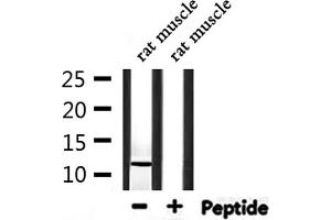 Western blot analysis of extracts from rat muscle, using Parvalbumin Antibody. (PVALB Antikörper  (C-Term))