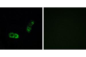 Peptide - +Western blot analysis of extracts from HUVEC cells, using BRS3 antibody. (BRS3 Antikörper  (Internal Region))