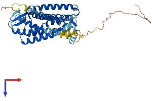 AlphaFold protein structure predicition of Mouse Recombinant Agtr1b Protein, UniprotID P29755