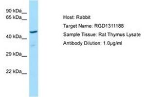 Image no. 1 for anti-Similar To 1500031N24Rik Protein (RGD1311188) (AA 51-100) antibody (ABIN6749861) (RGD1311188 Antikörper  (AA 51-100))
