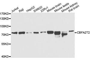 Western blot analysis of extracts of various cell lines, using CBFA2T2 antibody. (CBFA2T2 Antikörper  (AA 325-604))