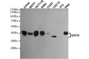 Western blot testing of human Jurkat, MCF7, HCT116, K562, monkey COS7, mouse C2C12, mouse NIH3T3 and human HeLa cell lysates using SIRT6 antibody at 1:500. (SIRT6 Antikörper)
