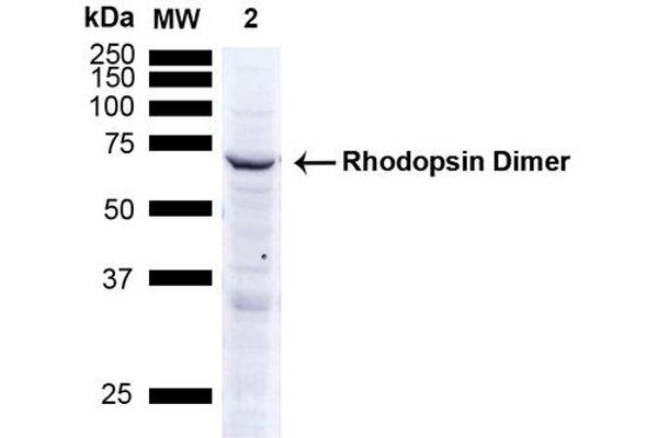 Rhodopsin Antikörper  (HRP)