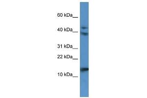 Western Blot showing RETNLB antibody used at a concentration of 1. (RETNLB Antikörper  (N-Term))