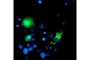 Anti-CHCHD5 mouse monoclonal antibody (ABIN2454226) immunofluorescent staining of COS7 cells transiently transfected by pCMV6-ENTRY CHCHD5 (RC202606). (CHCHD5 Antikörper  (AA 1-110))