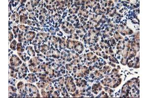 Immunohistochemical staining of paraffin-embedded Human pancreas tissue using anti-HMOX2 mouse monoclonal antibody. (HMOX2 Antikörper)