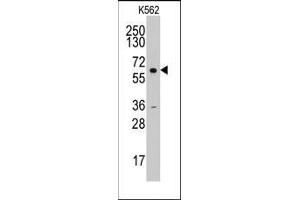 Western blot analysis of anti-CCNA2(N-term) Pab in HL60 cell line lysates (35ug/lane). (Cyclin A Antikörper  (N-Term))