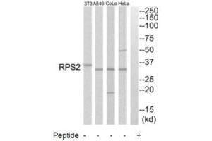 Western blot analysis of extracts from HeLa cells, A549 cells, COLO205 cells and NIH-3T3 cells, using RPS2 antibody. (RPS2 Antikörper  (C-Term))