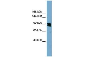 WB Suggested Anti-KIAA0317 Antibody Titration:  0. (AREL1 Antikörper  (N-Term))