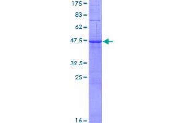 RAB10 Protein (AA 1-200) (GST tag)