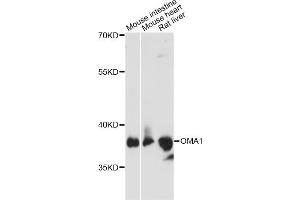Western blot analysis of extracts of various cell lines, using OMA1 antibody (ABIN6294095) at 1:3000 dilution. (OMA1 Antikörper)