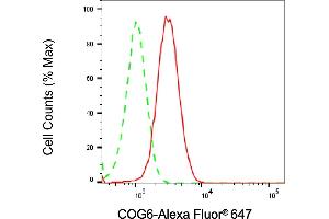 Flow cytometric analysis of COG6 expression in HT- cells using COG6 antibody (ABIN7798144), 1:2,000). (COG6 Antikörper)