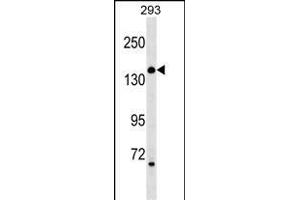 ARHGEF18 Antibody (N-term) (ABIN1539649 and ABIN2849423) western blot analysis in 293 cell line lysates (35 μg/lane). (ARHGEF18 Antikörper  (N-Term))
