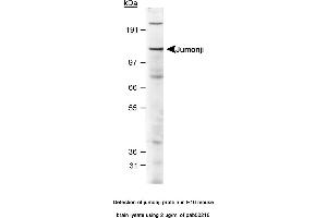 Image no. 1 for anti-Jumonji, AT Rich Interactive Domain 2 (JARID2) (AA 1-100), (N-Term) antibody (ABIN363525) (JARID2 Antikörper  (N-Term))