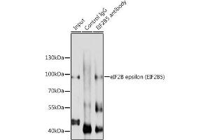 Immunoprecipitation analysis of 200 μg extracts of A-549 cells using 3 μg eIF2B epsilon (eIF2B epsilon (EIF2B5)) antibody ( ABIN6130359, ABIN6140041, ABIN6140042 and ABIN6214448). (EIF2B5 Antikörper  (AA 442-721))