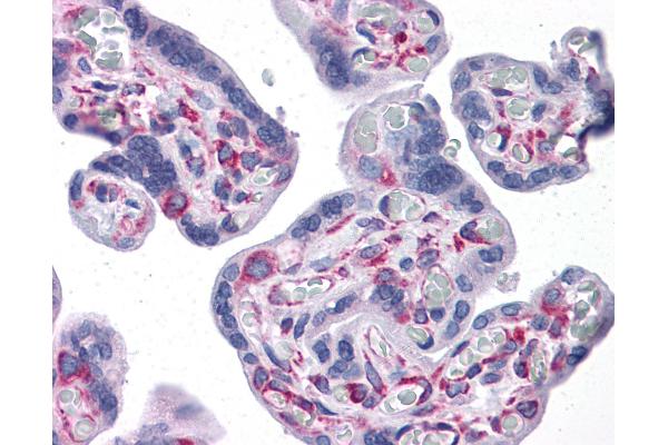 GNPDA1 Antikörper  (C-Term)