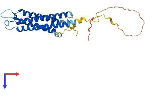 Synaptogyrin 1 Protein (SYNGR1) (AA 1-234) (His tag)