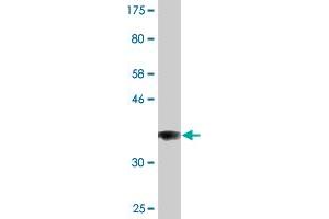 Western Blot detection against Immunogen (36.