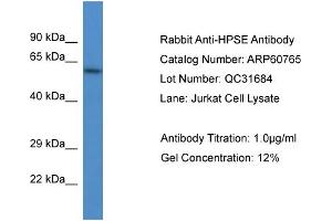 Western Blotting (WB) image for anti-Heparanase (HPSE) (N-Term) antibody (ABIN2788567) (HPSE Antikörper  (N-Term))