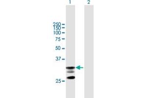 Western Blot analysis of ICAM4 expression in transfected 293T cell line by ICAM4 MaxPab polyclonal antibody. (ICAM4 Antikörper  (AA 1-272))