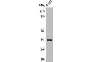 Western Blot analysis of HeLa cells using Olfactory receptor 52E4 Polyclonal Antibody (OR52E4 Antikörper  (Internal Region))