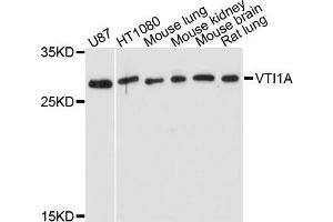 Western blot analysis of extract of various cells, using VTI1A antibody. (VTI1A Antikörper)