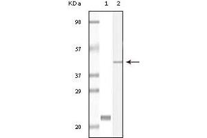 Western Blotting (WB) image for anti-Calcium and Integrin-Binding Protein 1 (CIB1) (truncated) antibody (ABIN2464036) (CIB1 Antikörper  (truncated))
