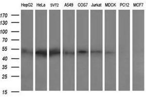 Image no. 2 for anti-Zinc Finger and SCAN Domain Containing 21 (Zscan21) antibody (ABIN1501866) (ZSCAN21 Antikörper)