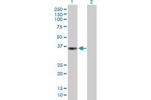 Western Blot analysis of PTPRF expression in transfected 293T cell line by PTPRF MaxPab polyclonal antibody. (PTPRF Antikörper  (AA 1-353))
